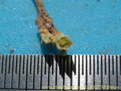 Pycnophyllum sp. #3065的照片