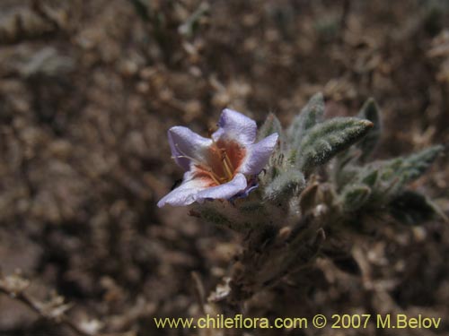 Tiquilia atacamensis의 사진