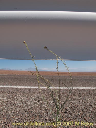 Image of Unidentified Plant sp. #1295 (). Click to enlarge parts of image.