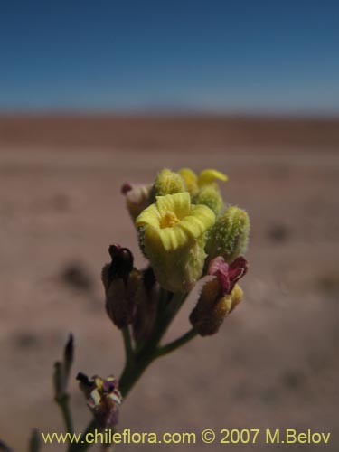 Image of Unidentified Plant sp. #1295 (). Click to enlarge parts of image.