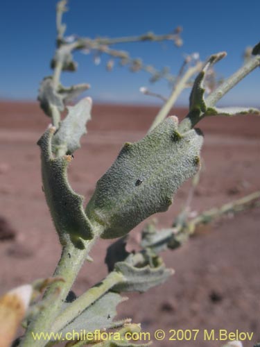 Image of Unidentified Plant sp. #1295 (). Click to enlarge parts of image.