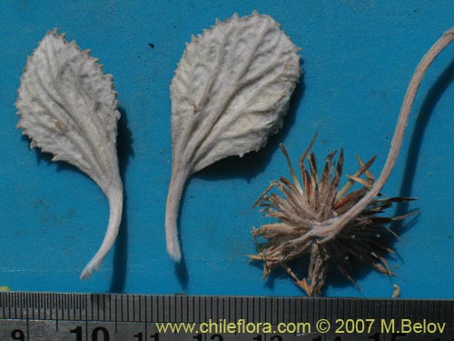 Image of Urmenetea atacamensis (). Click to enlarge parts of image.