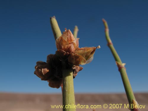 Ephedra breana의 사진