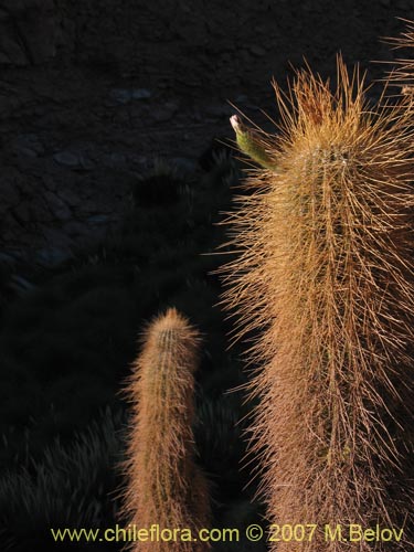 Echinopsis atacamensis ssp. atacamensis의 사진