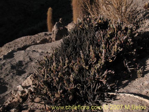 Bild von Krameria lappacea (). Klicken Sie, um den Ausschnitt zu vergrössern.