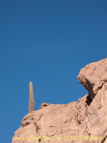 Echinopsis atacamensis ssp. atacamensis의 사진
