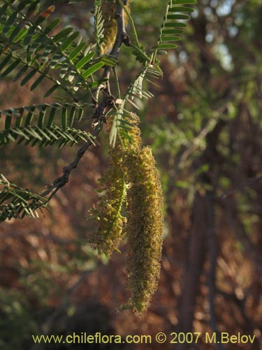 Image of Prosopis alba var. alba (Algarrobo blanco). Click to enlarge parts of image.