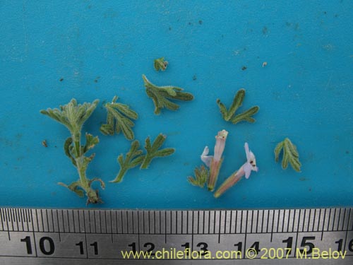 Glandularia atacamensis의 사진