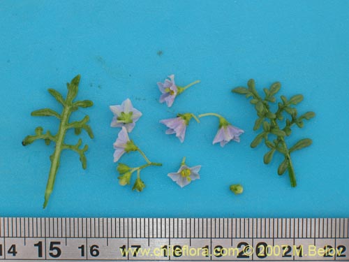 Bild von Solanum brachyantherum (). Klicken Sie, um den Ausschnitt zu vergrössern.