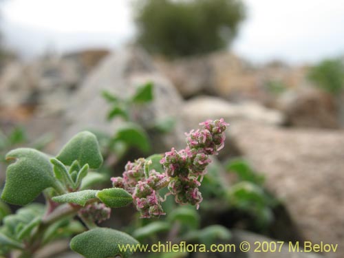 Chenopodium petiolare的照片