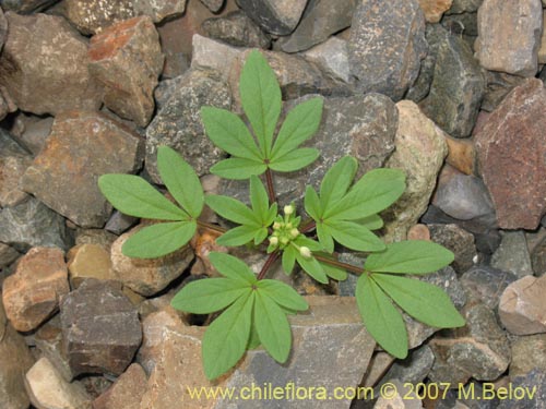 Image of Cleome chilensis (). Click to enlarge parts of image.