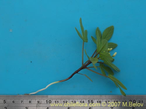 Image of Cleome chilensis (). Click to enlarge parts of image.