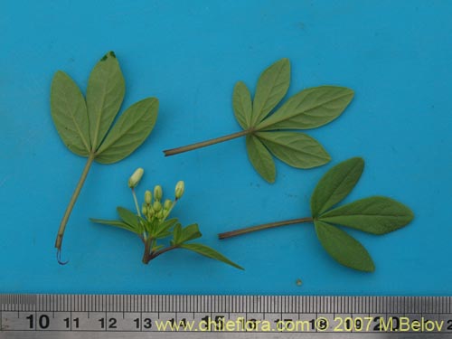 Cleome chilensis的照片