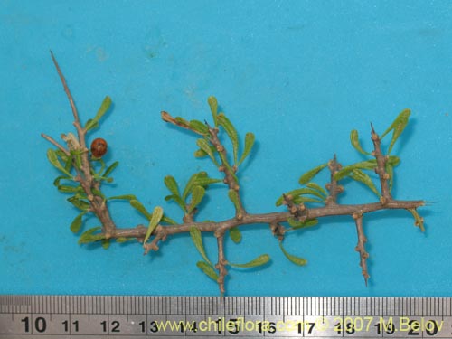 Bild von Lycium leiostemum (). Klicken Sie, um den Ausschnitt zu vergrössern.