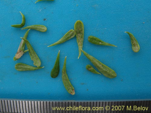 Bild von Lycium leiostemum (). Klicken Sie, um den Ausschnitt zu vergrössern.