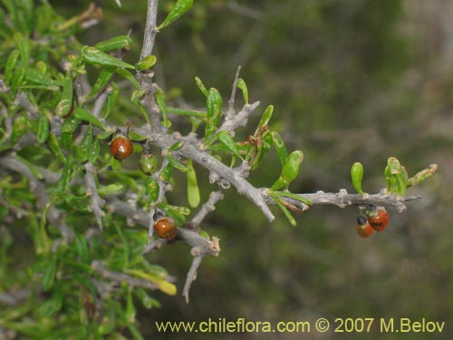 Bild von Lycium leiostemum (). Klicken Sie, um den Ausschnitt zu vergrössern.