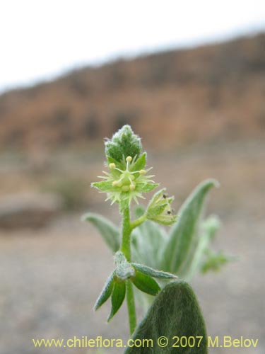 Bild von Argythamnia canescens (ventosilla). Klicken Sie, um den Ausschnitt zu vergrössern.