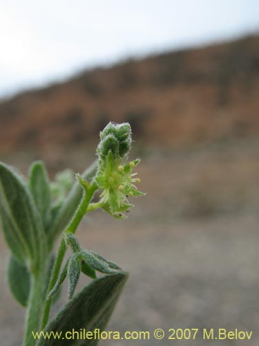 Bild von Argythamnia canescens (ventosilla). Klicken Sie, um den Ausschnitt zu vergrössern.