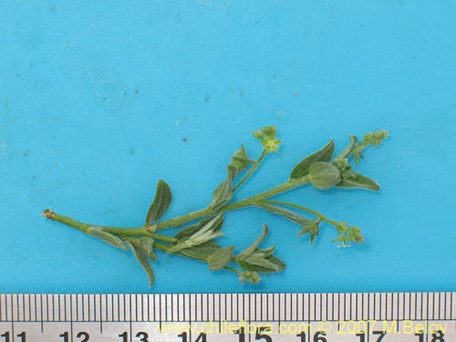 Bild von Argythamnia canescens (ventosilla). Klicken Sie, um den Ausschnitt zu vergrössern.