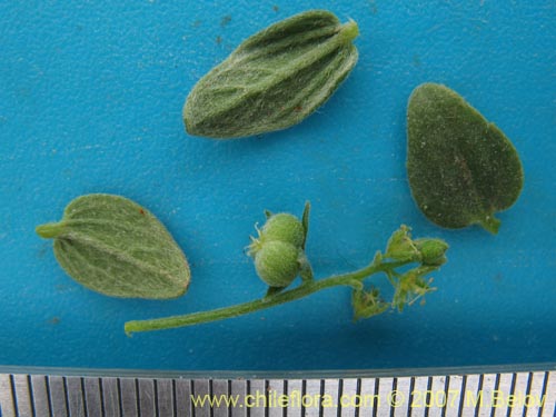 Bild von Argythamnia canescens (ventosilla). Klicken Sie, um den Ausschnitt zu vergrössern.