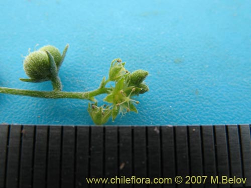 Bild von Argythamnia canescens (ventosilla). Klicken Sie, um den Ausschnitt zu vergrössern.