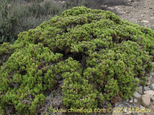 Image of Nolana ramosissima (). Click to enlarge parts of image.