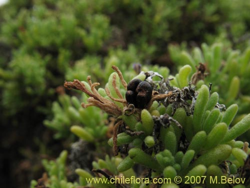 Image of Nolana ramosissima (). Click to enlarge parts of image.