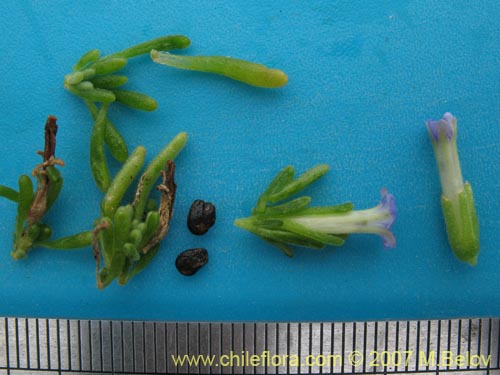 Image of Nolana ramosissima (). Click to enlarge parts of image.