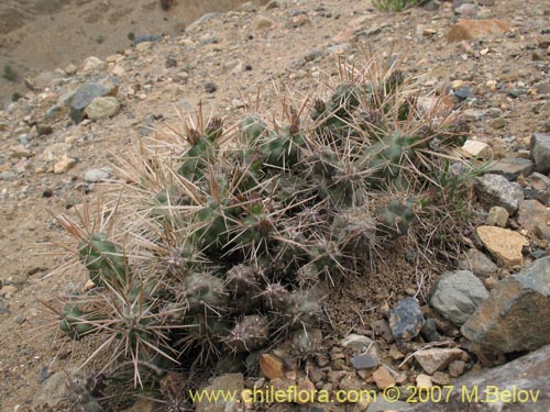 Cylindropuntia tunicataの写真