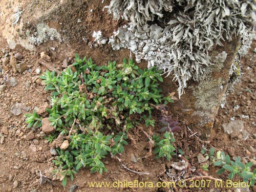 Image of Paronchyia sp. #1761 (). Click to enlarge parts of image.