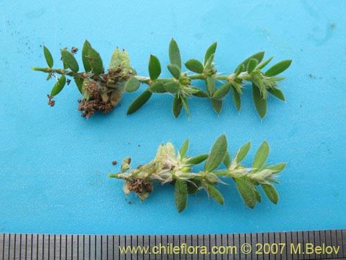 Image of Paronchyia sp. #1761 (). Click to enlarge parts of image.