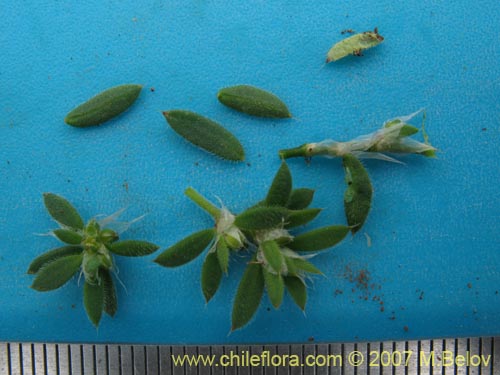 Image of Paronchyia sp. #1761 (). Click to enlarge parts of image.