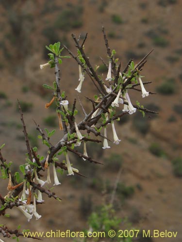 Bild von Lycium leiostemum (). Klicken Sie, um den Ausschnitt zu vergrössern.