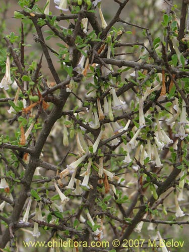 Bild von Lycium leiostemum (). Klicken Sie, um den Ausschnitt zu vergrössern.