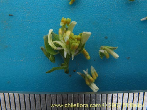 Image of Bahia ambrosoides (Chamiza blanca / Manzanilla cimarrona). Click to enlarge parts of image.