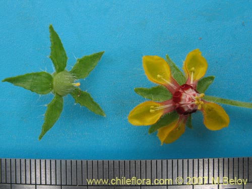 Imágen de Loasa nitida (). Haga un clic para aumentar parte de imágen.