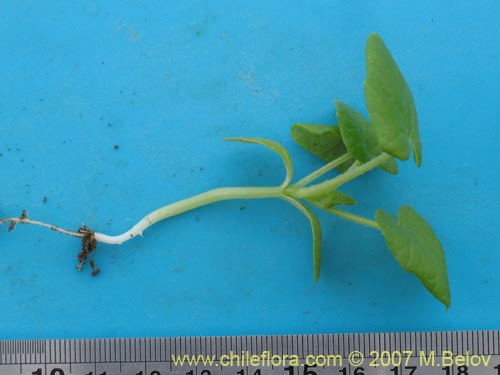 Bild von Sicyos bryoniifolius (). Klicken Sie, um den Ausschnitt zu vergrössern.