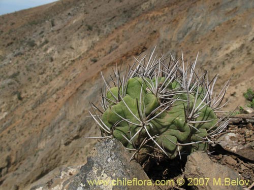 Eriosyce paucicostataの写真