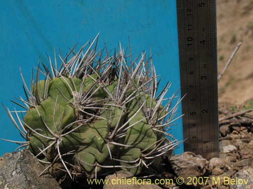 Eriosyce paucicostataの写真