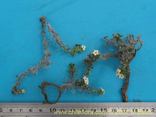 Bild von Cryptantha subamplexicaulis (). Klicken Sie, um den Ausschnitt zu vergrössern.