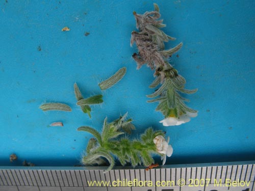 Bild von Cryptantha subamplexicaulis (). Klicken Sie, um den Ausschnitt zu vergrössern.