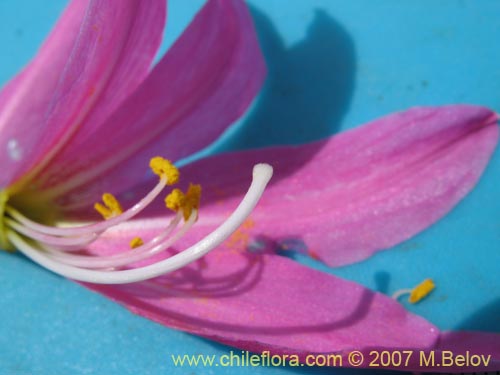 Bild von Rhodophiala laeta (Añañuca rosada). Klicken Sie, um den Ausschnitt zu vergrössern.