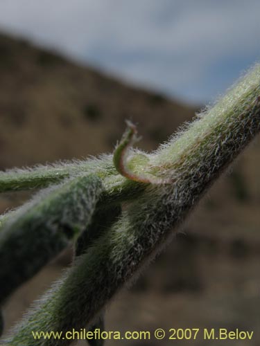 Bild von Astragalus paposanus (). Klicken Sie, um den Ausschnitt zu vergrössern.