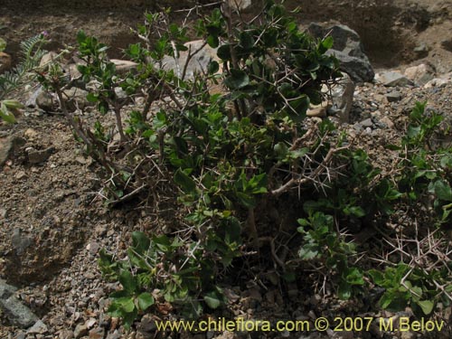 Bild von Proustia cuneifolia (). Klicken Sie, um den Ausschnitt zu vergrössern.