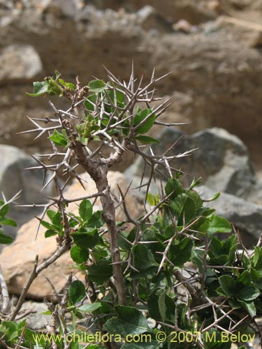 Bild von Proustia cuneifolia (). Klicken Sie, um den Ausschnitt zu vergrössern.