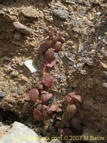 Bild von Parietaria debilis (). Klicken Sie, um den Ausschnitt zu vergrössern.