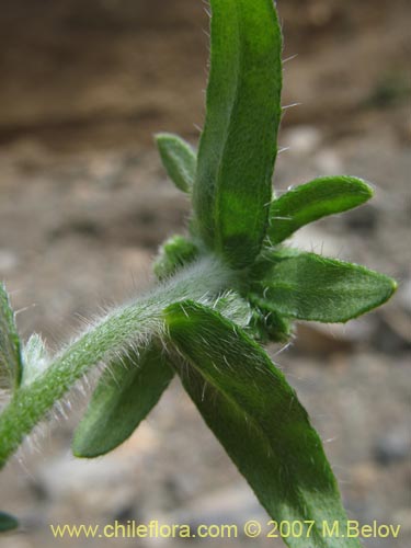 Bild von Cryptantha sp. #1951 (). Klicken Sie, um den Ausschnitt zu vergrössern.
