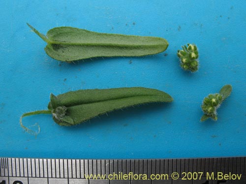 Bild von Cryptantha sp. #1951 (). Klicken Sie, um den Ausschnitt zu vergrössern.