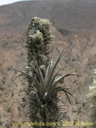 Image of Tillandsia geissei (). Click to enlarge parts of image.