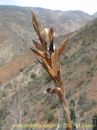 Tillandsia geissei的照片